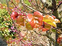 Arbre de Judee, Cercis siliquastrum (fam Caesalpiniacees) (Europe meridionale) (Photo F. Mrugala) (4)